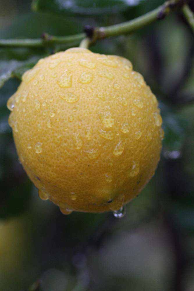                Fruit (Frost Eureka, Riverside, CA)       